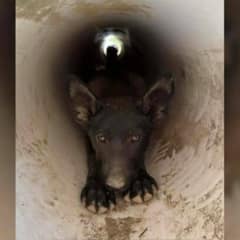Dog Rescued From Drainpipe By California Man Had A Hidden Connection No One Expected