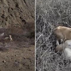 Couple Spots Tiny Face In The Grass And Uncovers A Life-Changing Puppy Rescue