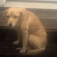 Philadelphia Family Woke Up At 4 A.M. To Find A Furry Stranger In Their Living Room