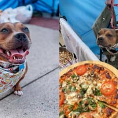 Brixie, cruelly punished for eating pizza, is now showered with love at her own pizza party