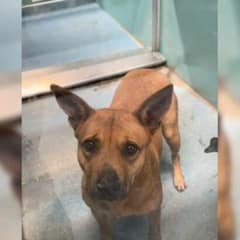 Shelter Dog Was Happy To See Her Favorite Staff Member But Didn’t Know It Might Be Goodbye