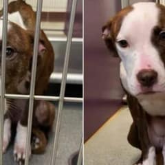 Dog Trapped In Michigan Shed Never Gave Up Hope Until The Day Her Rescue Came True