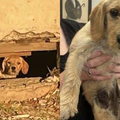 Abandoned Puppy Found Under Construction Site Finds Her First Warm Bed