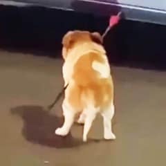 Wounded Dog Found with Arrow in Chest Makes Miraculous Recovery and Finds Forever Home
