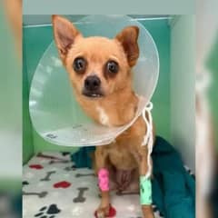She Rushed Her Chihuahua To The Vet And What They Found Left Her In Tears