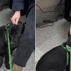 Pup Facing Euthanasia Held On Tight to the Only Person Who Showed Him Love