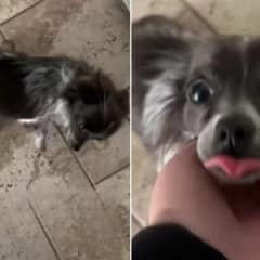 California Woman Believed She Adopted A Chihuahua, Then Came A Shocking Discovery