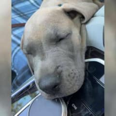 Dog Mom Thought She Knew What Her Puppy Would Become Only To Be Totally Caught Off Guard