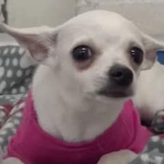 Heartbroken Pup Watches Owner Leave Without Saying Goodbye as Shelter Staff Watch in Silence