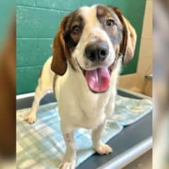 Sweet Dog in North Carolina Sent Back to Shelter Two Times for Being Too Friendly