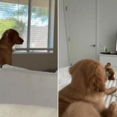Illinois Woman Brought Home a Golden Pup and Discovered Something Totally Unexpecte