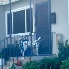 Adorable Pup Keeps Coming Back To Neighbor’s Door For His Evening Meal