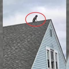 Curious Pup Baffles Neighborhood After Climbing Onto Roof Through Attic Window