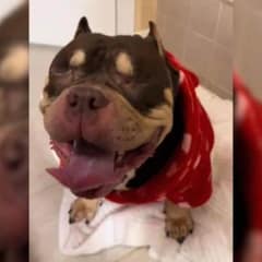 Owner’s Shocking Reason For Euthanasia Request Leaves North Carolina Vets Speechless