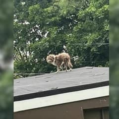 New Jersey Resident Noticed Something Furry On Rooftop And Was Stunned To Realize What It Was