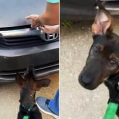 Alabama Owner Thought Her Dog Was Just Whining Until She Found Out What Was Hiding Inside the Car