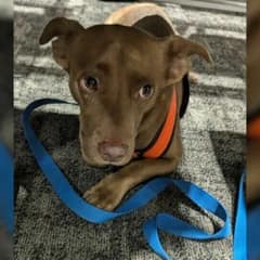 Once Too Afraid To Look People In The Eye, This Florida Puppy Now Bikes His Way Into Hearts