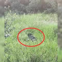 Abandoned Near Coyotes, This Brave Pup Survived Alone Until Rescuers Stepped In
