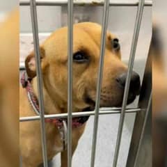 Texas Shelter Dog’s Hopeful Smile Wins Hearts And Leads Her To A Forever Home