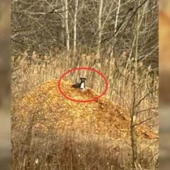 Dog Abandoned by Owner Endures Five Days Lost on Michigan Hiking Path