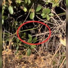 Cyclist in California Encounters Mysterious Animal Near Bushes and Makes a Life-Changing Discovery