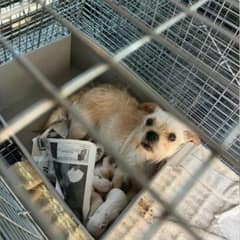 Rescuers in California Stumble Upon Mama Dog and Her Pups by a Trailer, Uncovering an Unexpected Truth