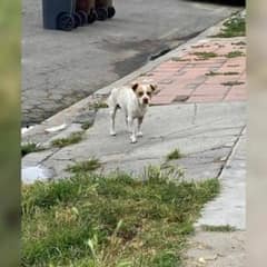 From Forgotten To Loved: California Dog’s Life Turns Around After Months On The Streets