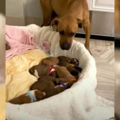 Dog’s Unexpected Delivery Catches Virginia Shelter Completely Off Guard