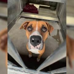 Kindhearted Rescuers Saved This Terrified Pup With Only Ten Minutes Left Before Euthanasia