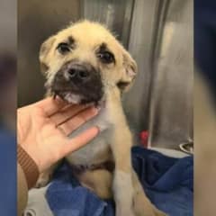Nevada Foster Mom Saves Paralyzed Dog Scheduled for Euthanasia Then Witnesses a Miracle