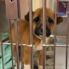 Texas Puppy Nearly Euthanized After Owner’s Cold Request Shocks Shelter Staff