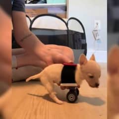 Florida Chihuahua With No Front Paws Learns To Walk And Brings The Internet To Tears
