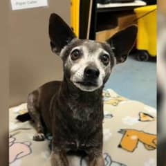 Senior Dog Dumped At Texas Shelter After 12 Years Found Joy When He Saw A Familiar Face