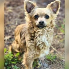 Everyone Skips Over This California Pup At Adoption Events, And The Reason Will Break Your Heart