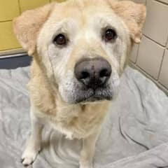 Senior Dog Returned 8 Times Finally Gets The Happy Ending He Deserves