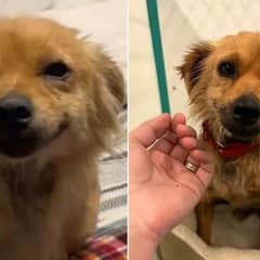 Rescued From a Hoarding House, This Sweet Dog Found Love and a Reason to Smile