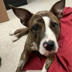 Dog With Serious Injury Was Given Up at a Shelter but Found Healing and Freedom