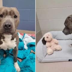 Dog With a Missing Ear Starts a New Life With His Forever Dad