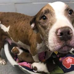 Confused and Alone, This Mama Dog Was Abandoned With Her Ten Newborns