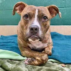 Shelter Dog With Signature Pout Finds Forever Home After 411 Days Of Waiting