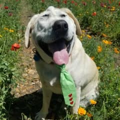 Dog With a One-of-a-Kind Face Waited Years for the Mom Who Would Finally Love Him