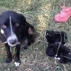 Heartbroken Mama Dog Waits Silently For Someone To Help Her Wounded Puppies