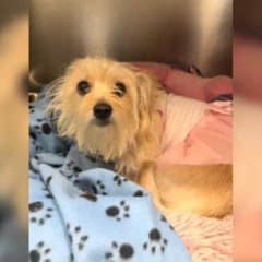 Florida Dog Surrendered to Shelter in a Pink Tutu Leaves Rescuers And The Internet Heartbroken