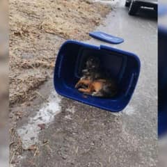 Michigan Woman Finds Rubber Tote on Roadside and Uncovers a Heartbreaking Surprise Inside