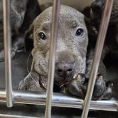 Rescuers Step In After 11 Puppies Are Abandoned Near Busy Road