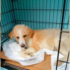 Injured Puppy Curled Up Under a Bridge and Waited for Someone to Hear His Soft Cries