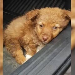 Stray Pup Rescued From The Dirt Couldn’t Move His Back Legs, Breaking Everyone’s Heart