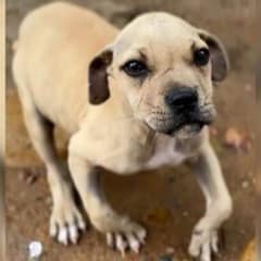 Rescuers Noticed A Puppy Struggling To Walk And Kindly Asked The Family To Surrender Him For A Better Life