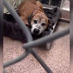 12-Year-Old Shelter Dog Rescued From House of Horrors Waits for a Second Chance