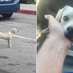 Heartbroken Pup Waits Ten Days Outside Hospital For Owner Who Never Returned